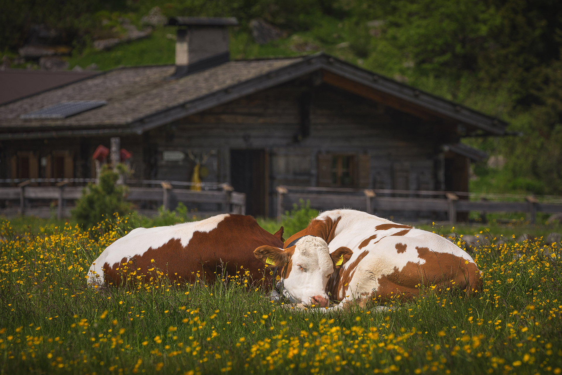 Daily livestock care