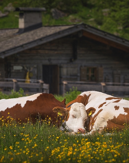 Recipe: Care for livestock every day